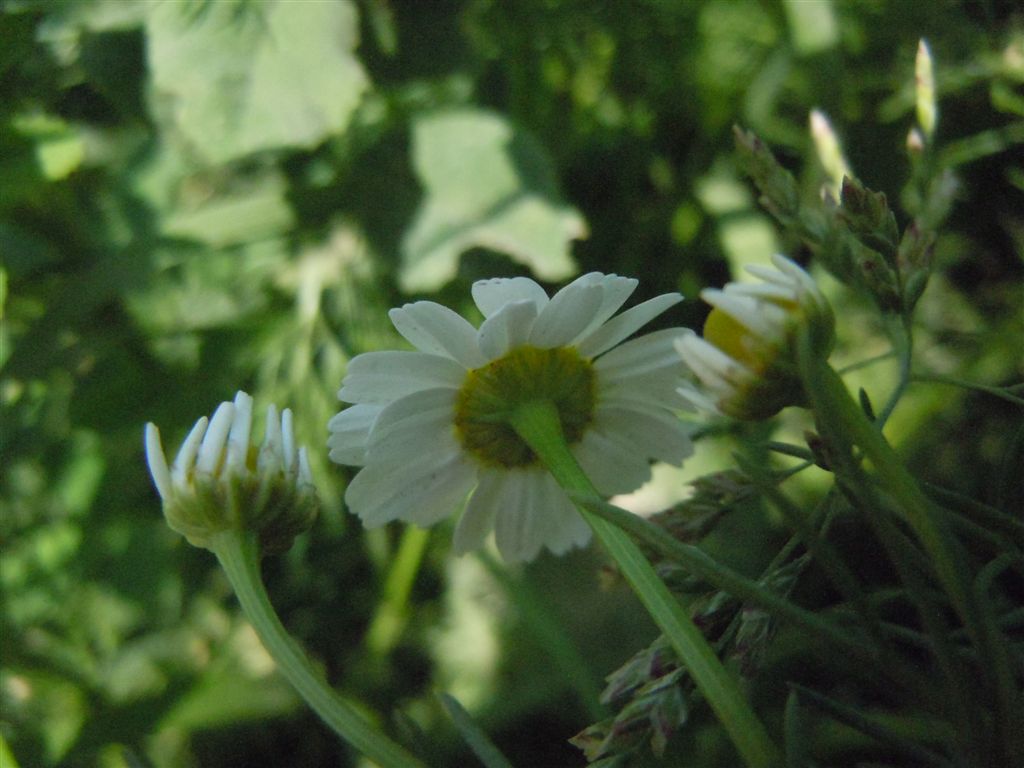 Tripleurospermum inodorum / Camomilla senza odore